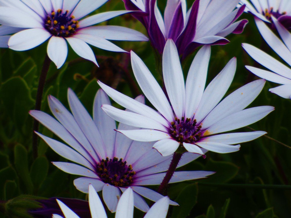 Tasmania coastal wild flora
