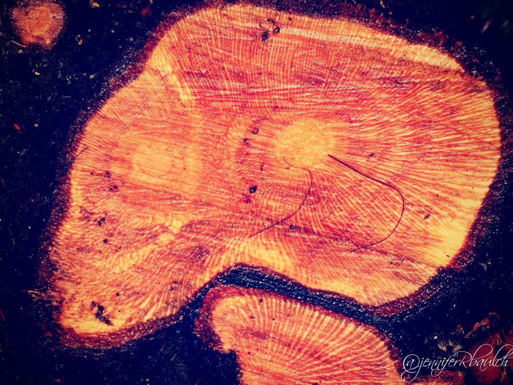 rose stump