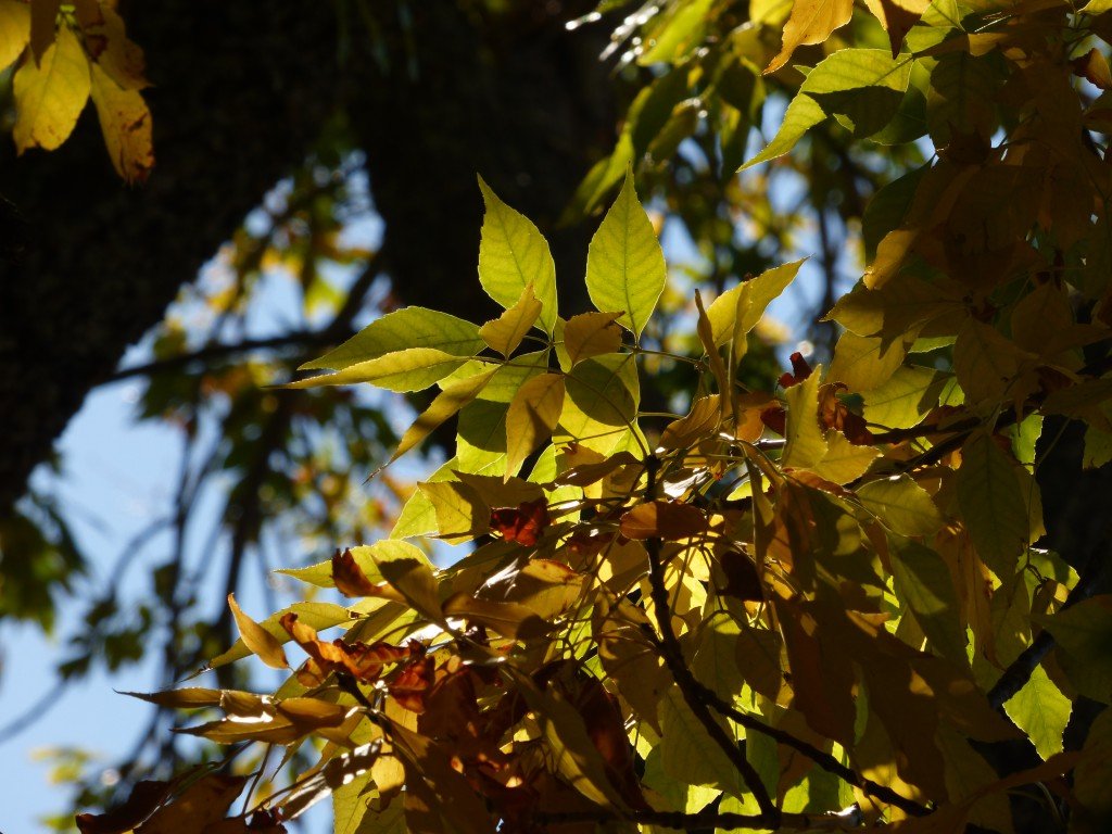 autumn beech tree leaves ©www.jenniferramirezbaulch.com