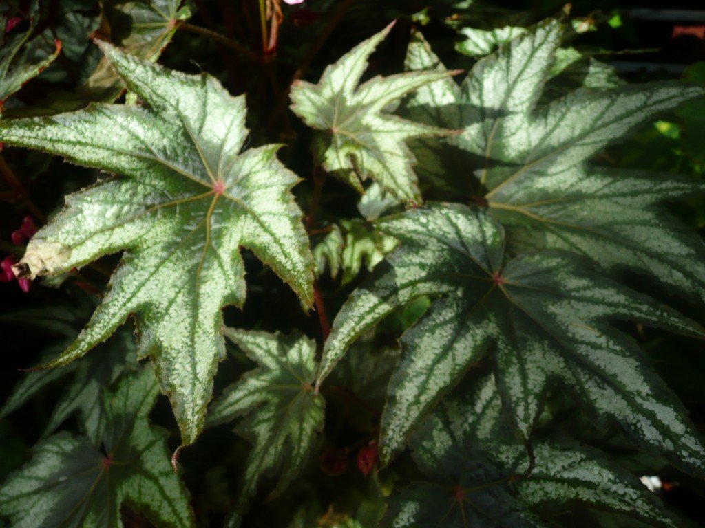 Tuberous Begonia 'Anita Sharrad' ©www.jenniferramirezbaulch.com