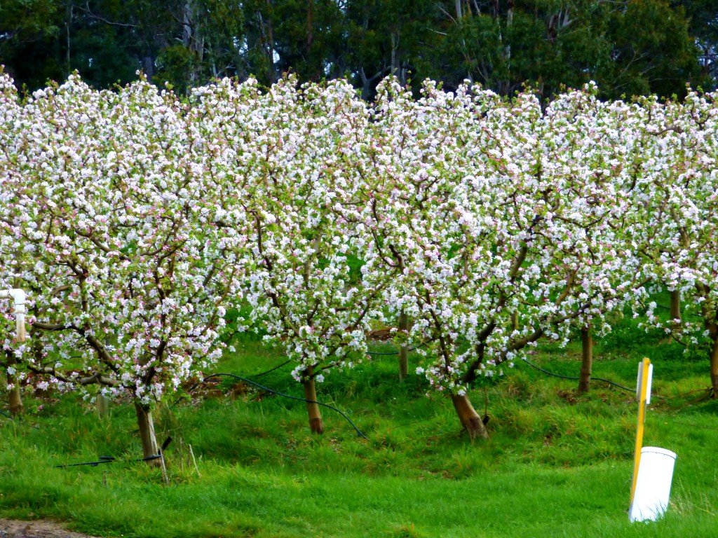 orchard