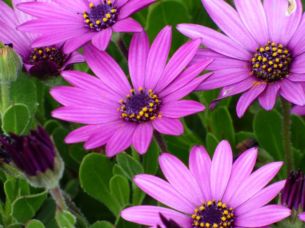 Australia coastal wild flora