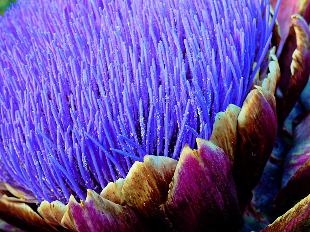 P1010454_pe
