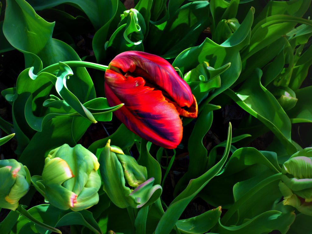 P1050648_petulipred