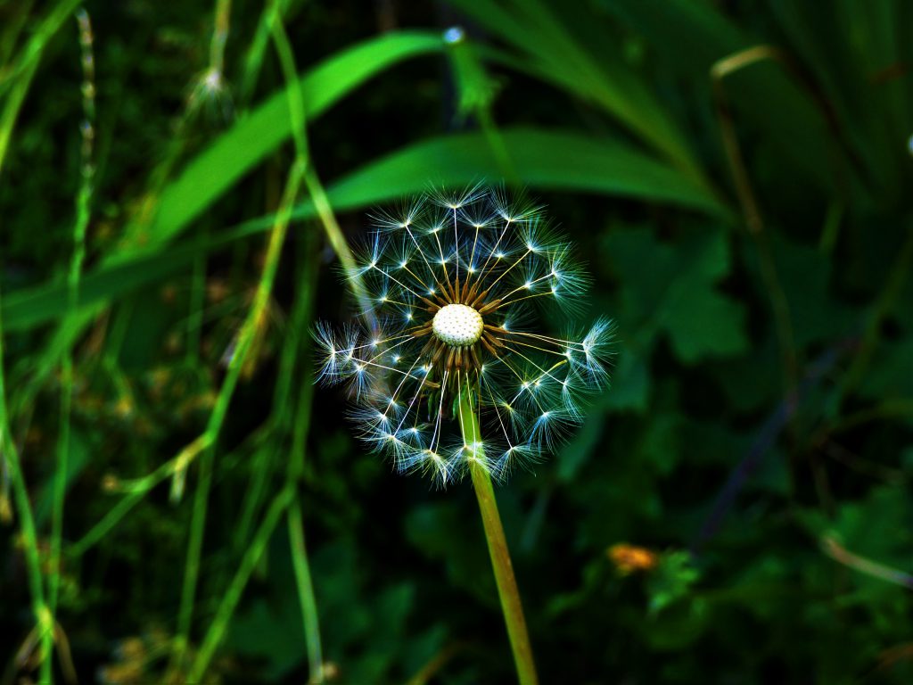 P1160538_pe