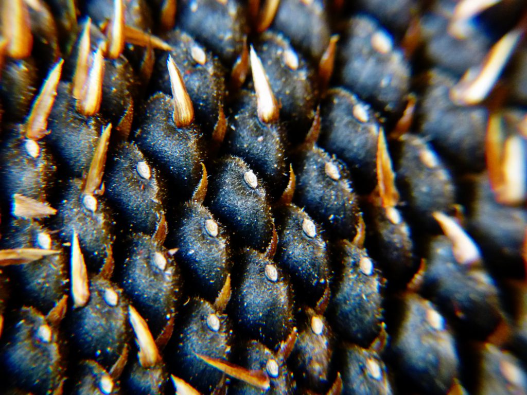 P1170709_pe