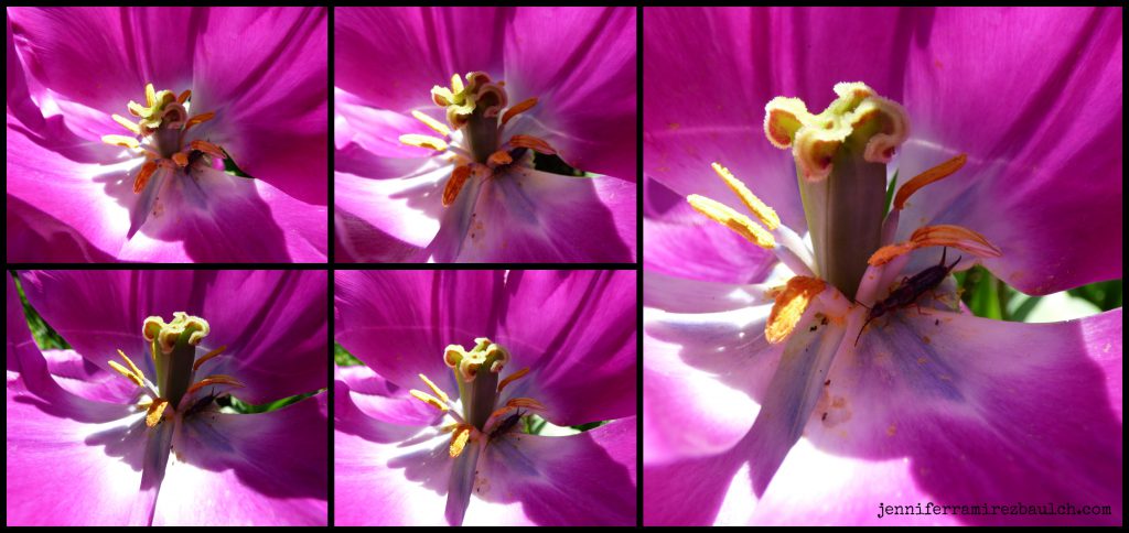 tulipanimatecollage