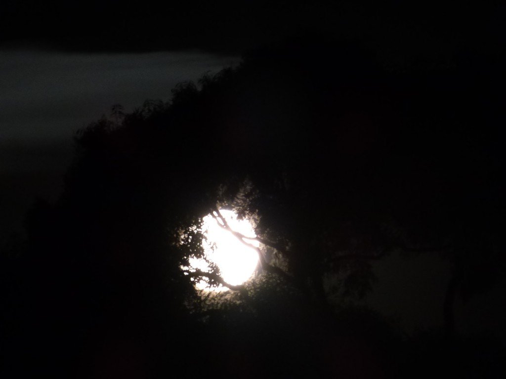 P1010918