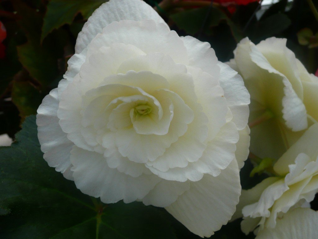 Seductive Bride Tuberous Begonia ©www.jenniferramirezbaulch.com