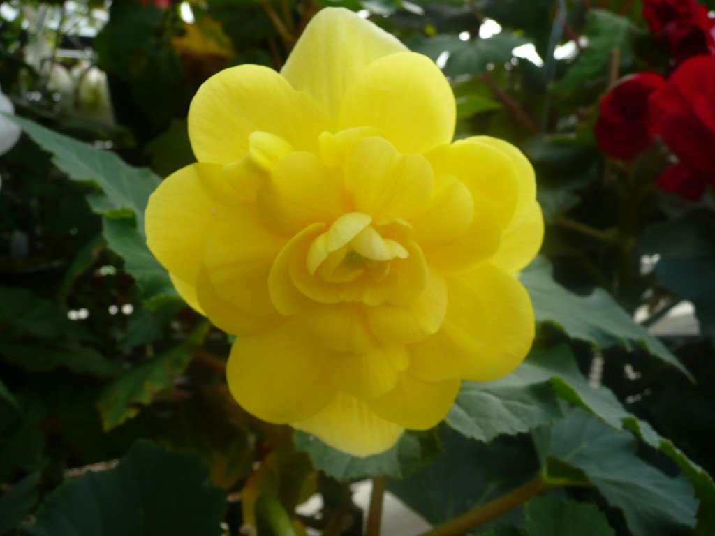 Yellow Tuberous Begonia ©www.jenniferramirezbaulch.com